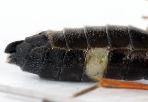 Emphytus truncatus