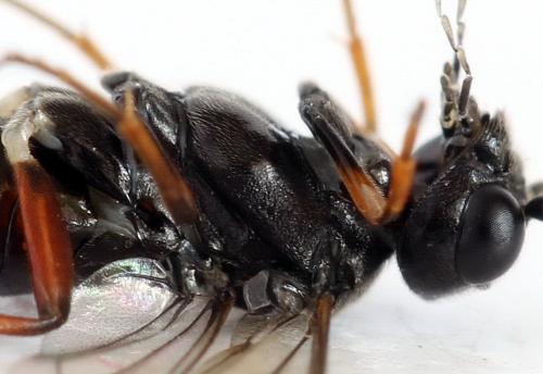 Réf. 276 270 : Emphytus truncatus