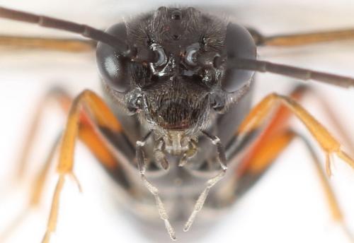 Emphytus truncatus