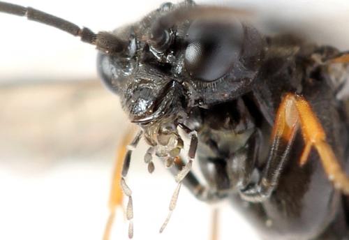 Emphytus truncatus
