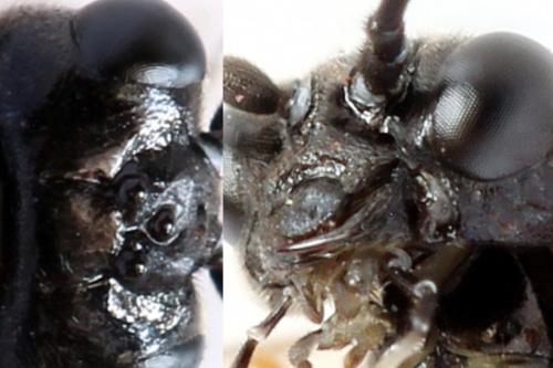 Emphytus truncatus
