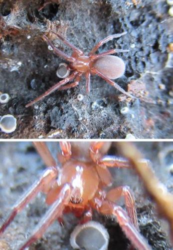 Réf. 276 546 : Cicurina cicur