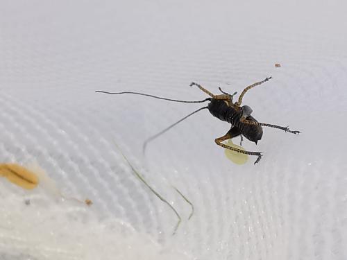Réf. 276 024 : Tettigoniinae inconnu