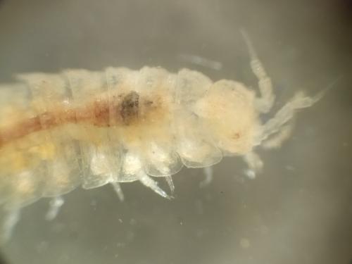 Trichoniscoides sp.