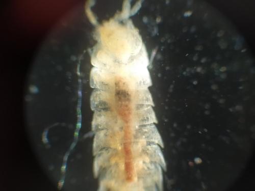 Trichoniscoides sp.