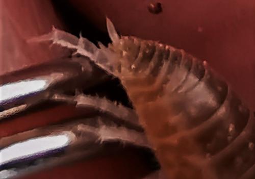 Leptotrichus sp.
