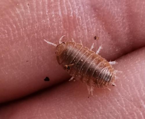 Leptotrichus sp.