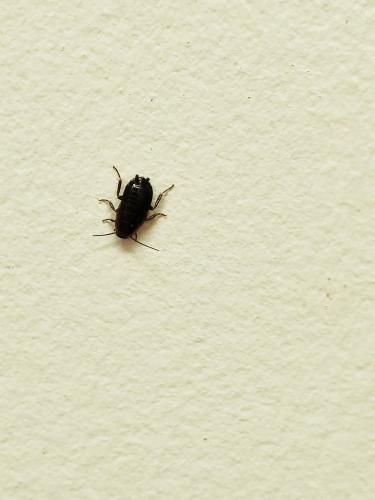 Loboptera canariensis