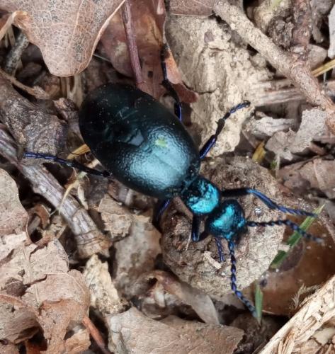 Réf. 276 742 : Meloe violaceus