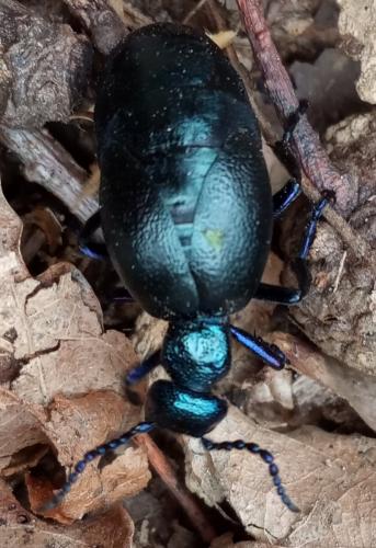 Réf. 276 743 : Meloe violaceus