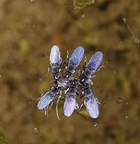 Réf. 276 862 : Hydrellia argyrogenis
