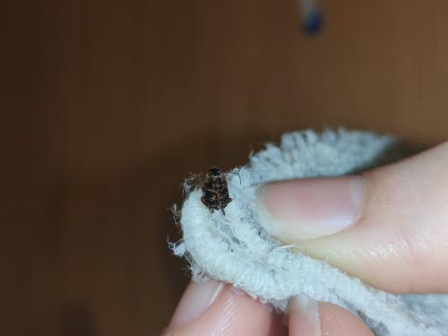 Loboptera canariensis