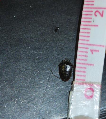 Loboptera canariensis