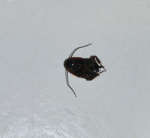 Réf. 276 897 : Loboptera canariensis