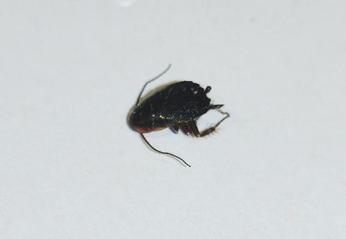 Loboptera canariensis