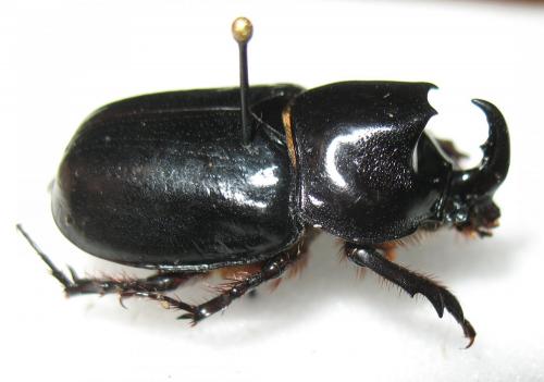 Réf. 276 536 : Pycnoschema lacordairei