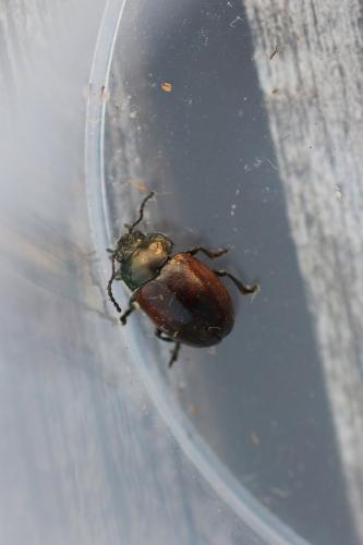 Réf. 276 510 : Chrysolina polita