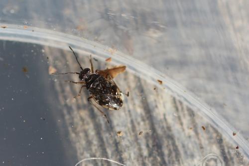 Chartoscirta cincta
