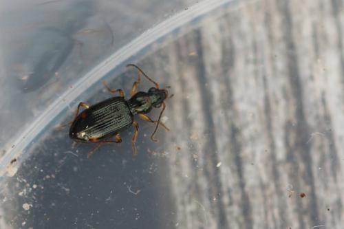 Sinechostictus elongatus