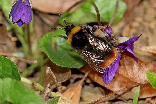 Bombus pratorum