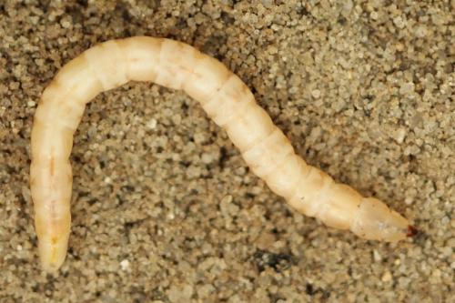 Cliorismia rustica
