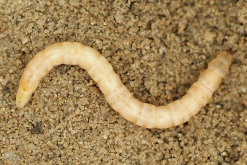 Cliorismia rustica