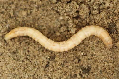Cliorismia rustica
