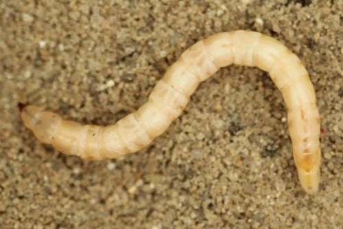 Réf. 276 131 : Cliorismia rustica