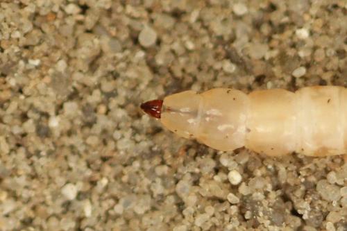 Cliorismia rustica