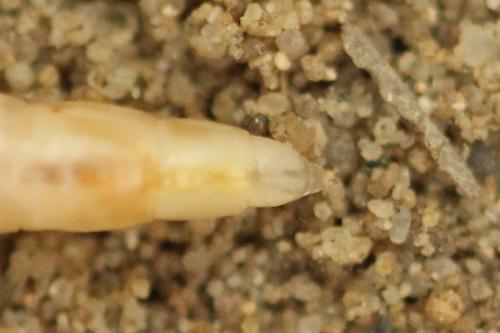 Cliorismia rustica