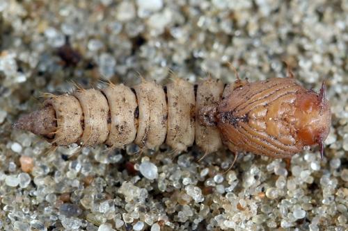 Cliorismia rustica