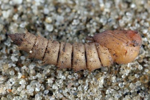 Cliorismia rustica
