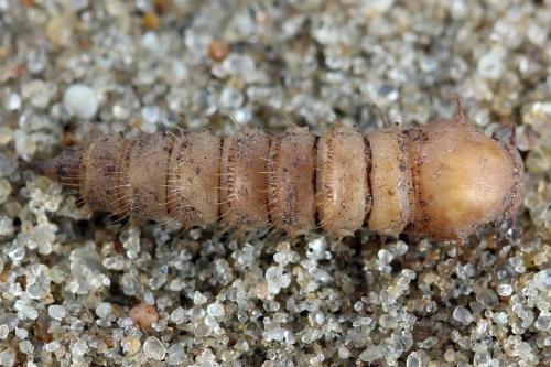Cliorismia rustica