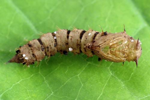 Réf. 276 137 : Cliorismia rustica