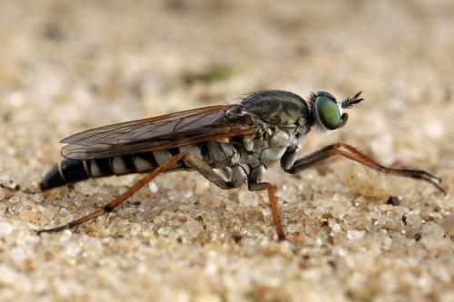 Cliorismia rustica