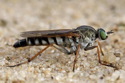 Cliorismia rustica