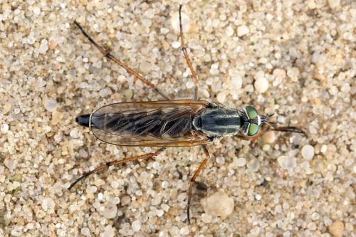 Cliorismia rustica