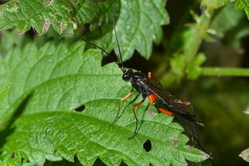 Exetastes calobatus