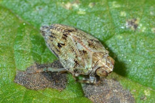 Issus coleoptratus