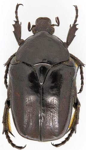 Réf. 276 744 : Eupotosia affinis tyrrenica