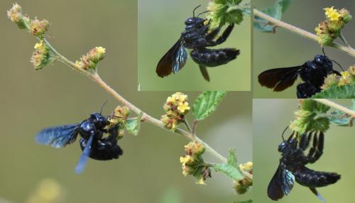 Xylocopa sp.