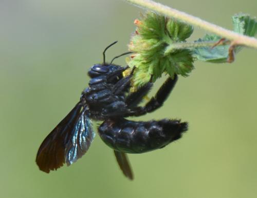 Xylocopa sp.