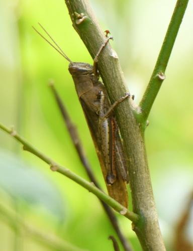 Schistocerca sp.
