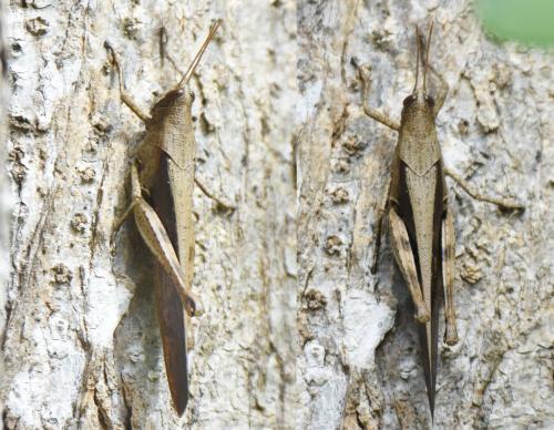 Schistocerca sp.