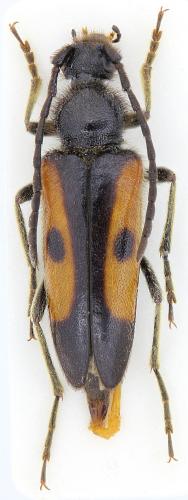 Vadonia bipunctata sareptana