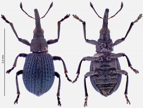 Cyanapion spencii