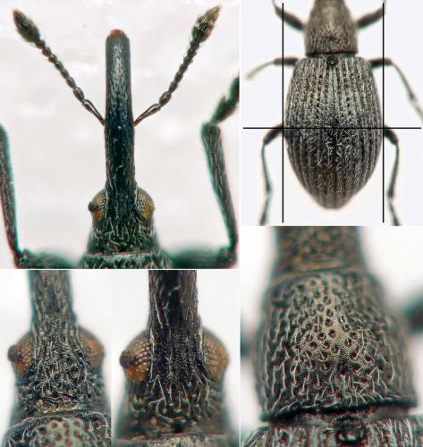 Réf. 276 526 : Ischnopterapion loti
