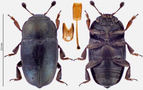 Brassicogethes aeneus