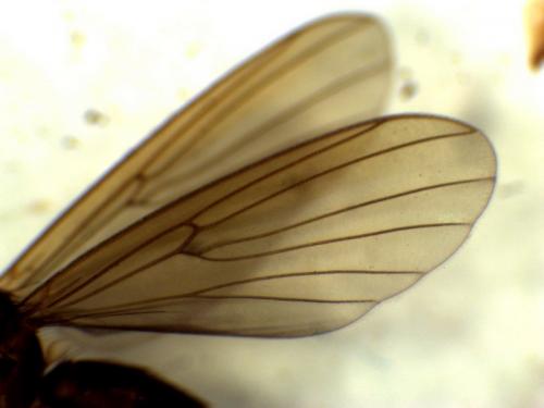 Réf. 276 890 : Mycetophila sp.