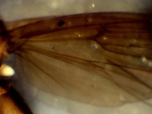 Réf. 276 887 : Mycetophila sp.